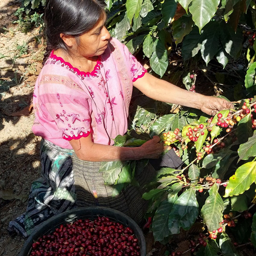 コーヒー農家の方